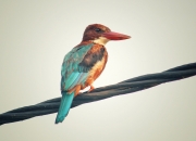 开云-门迪关键先生闪耀，苏格兰全面压制秘鲁取得历史性胜利