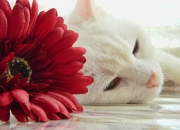 开云sport-巅峰对决铸就新神！卡马文加铁血证道，亚特兰大希腊神话终结夜