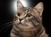 开云体育入口-文班亚马单骑救主，跨次元之战与一个人的球队