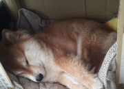 开云体育-夜色战火中，唯一的持刃者，加克波定义焦点之夜