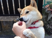 开云体育入口-烈焰与呼吸，当福克斯在奥运前夜的硝烟中重绘命运掌纹