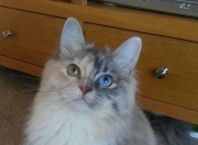 开云体育APP下载-一剑封喉后的沉默，英格拉姆如何在牛马大战中完成自我救赎