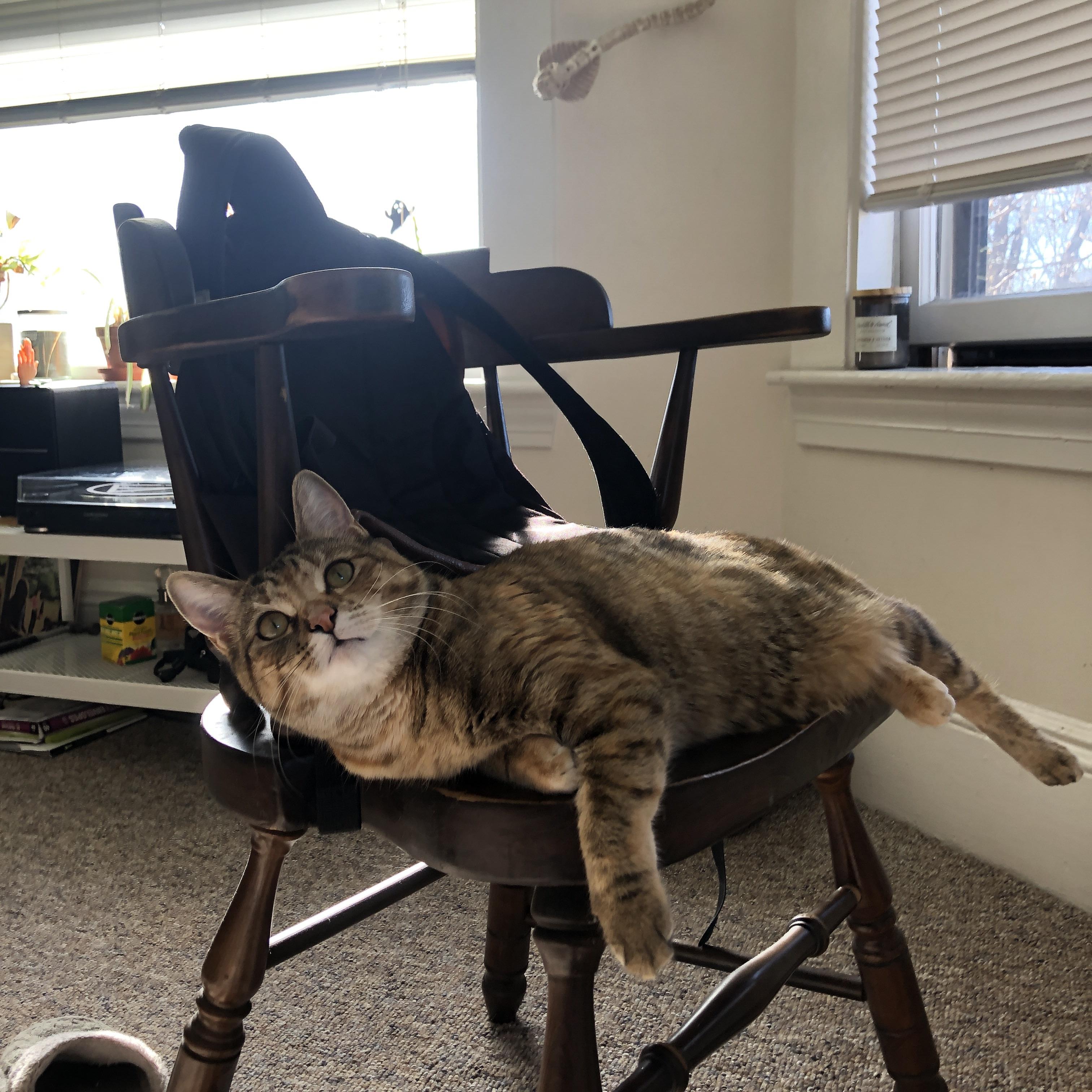 克城往事与达拉斯新风,浓眉如天堑,独行侠横扫奇才