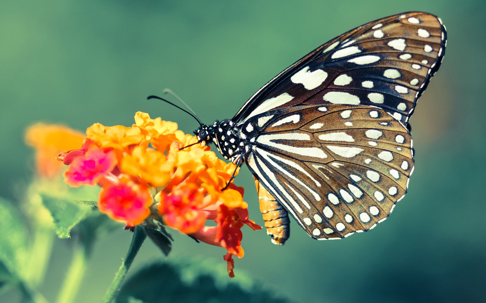 汤神的左脚,2024,那个定义唯一的欧冠淘汰赛之夜