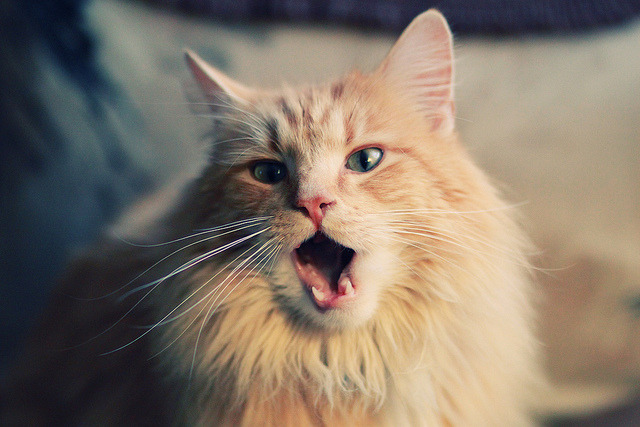 门神的叹息,当库尔图瓦展开双臂,悬念便被扼杀在起跑线