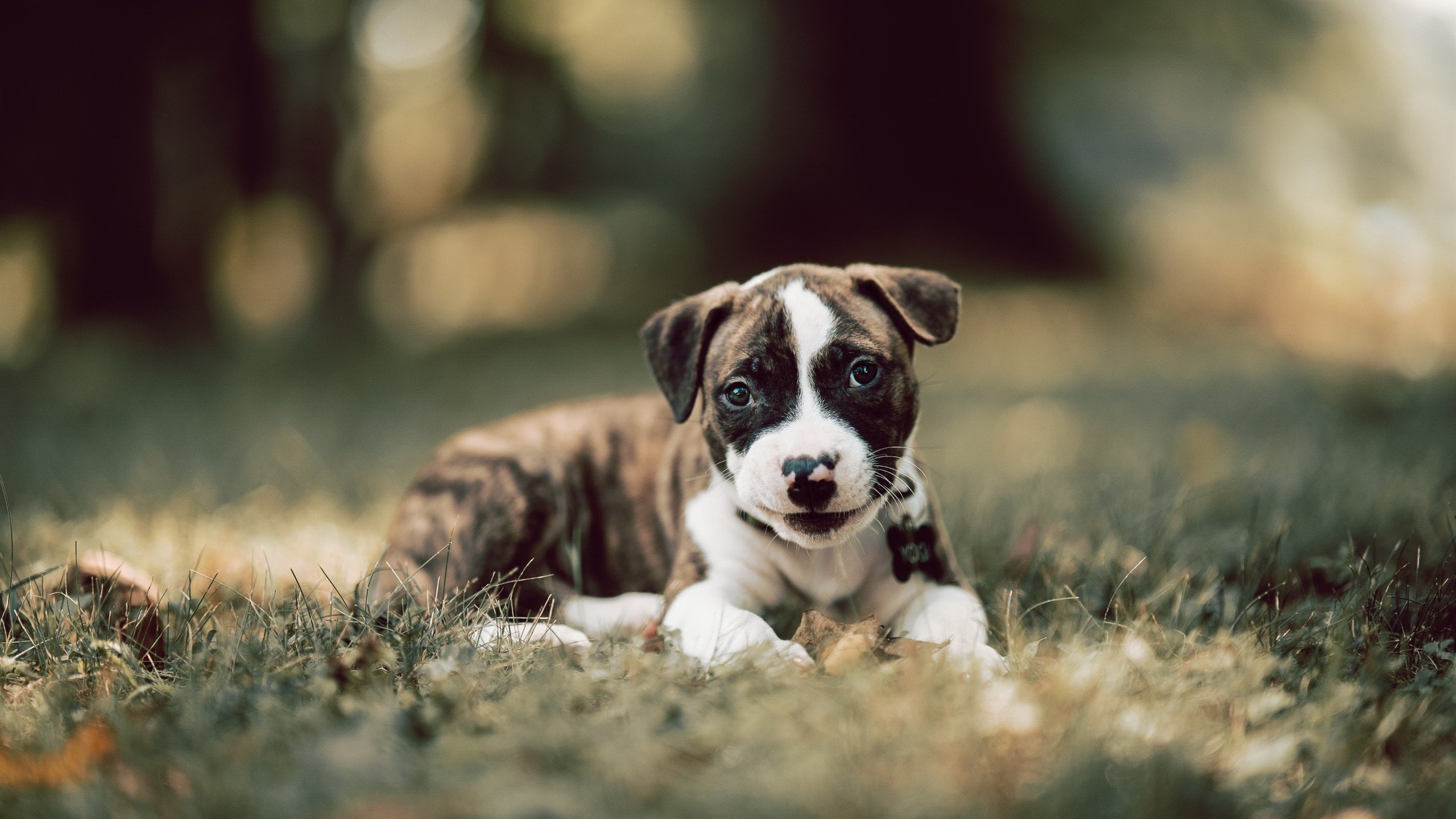 铁血诗人与孤岛,阿劳霍用一场不朽防守,写下后防线的十四行诗