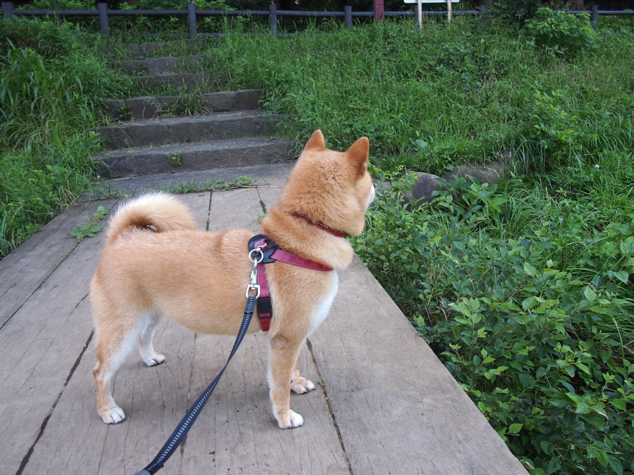 盐湖城的镰刀，爵士如何用窒息防守冻结麦迪逊花园的关键先生布伦森