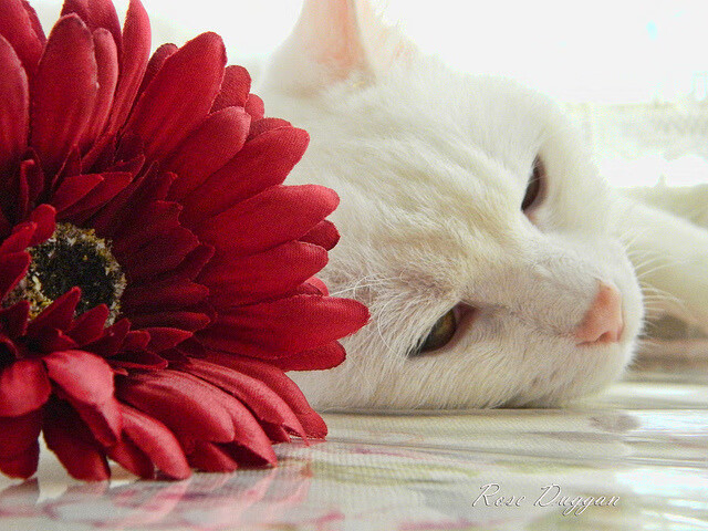 巅峰对决铸就新神!卡马文加铁血证道,亚特兰大希腊神话终结夜