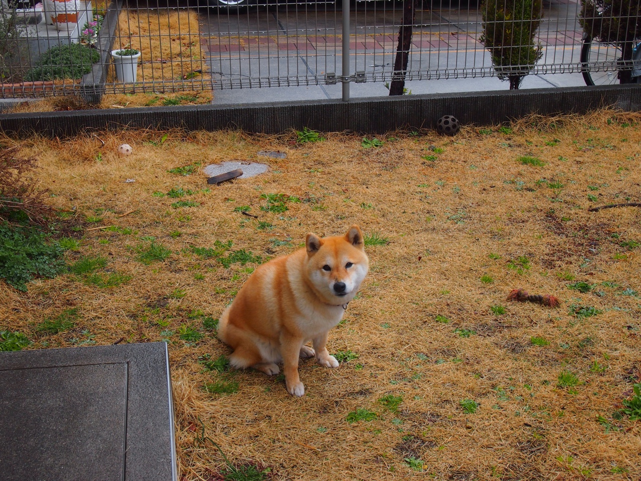 2026世界杯惊爆西非闪电击溃法老长城!安哥拉用弹幕足球改写非洲足球权力地图