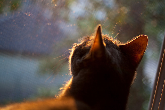 莫兰特关键先生加冕,掘金连续得分封印火箭