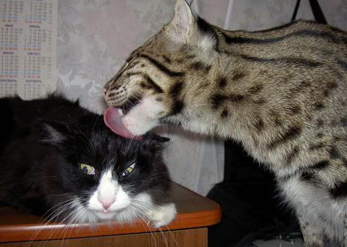 当马里速度邂逅欧冠舞台，格纳布里如何以国家队式接管半决赛