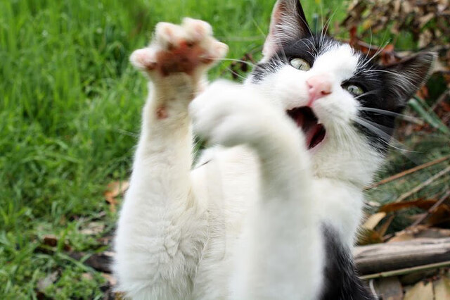 当紫色闪电撕裂铁幕,萨卡无解突破艺术与佛罗伦萨的致命三连击