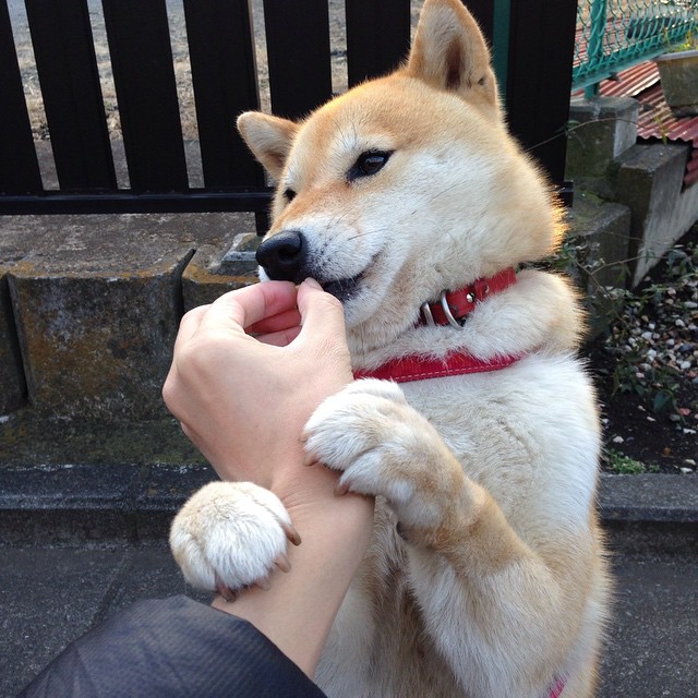 黄蜂狂舞之夜,死神在三分线微笑,库里如何从崩溃边缘成为关键先生?