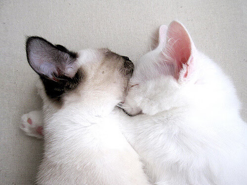 范弗利特魔笛吹破防线，国王全面压制令浙江队窒息