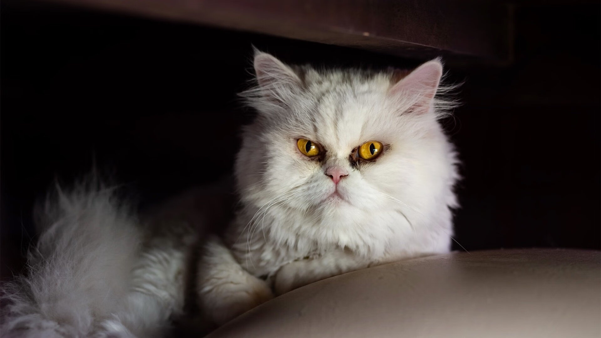 双面足球,从雷恩的铁壁到格纳布里的闪电