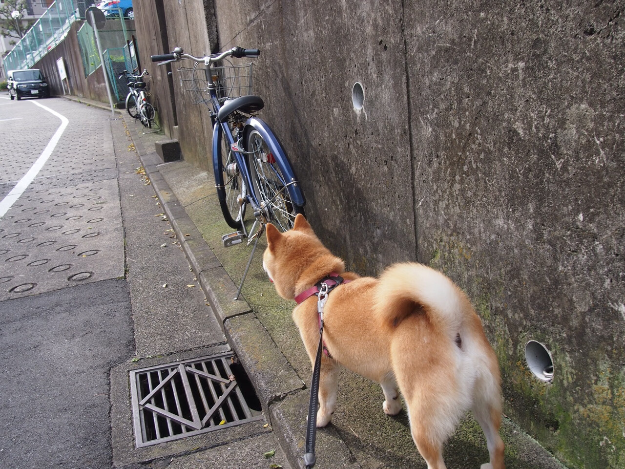 当欧冠决赛跳表,勒布朗的足球幻梦与黄蜂的时空封印