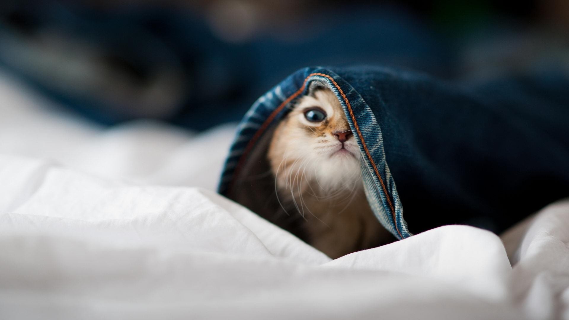 系统入侵者,当范弗利特用算法思维黑进丹佛高原