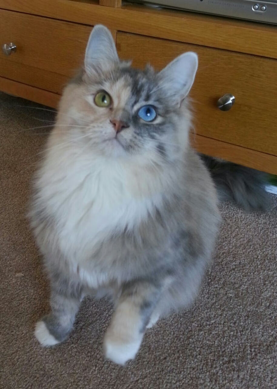 一剑封喉后的沉默，英格拉姆如何在牛马大战中完成自我救赎