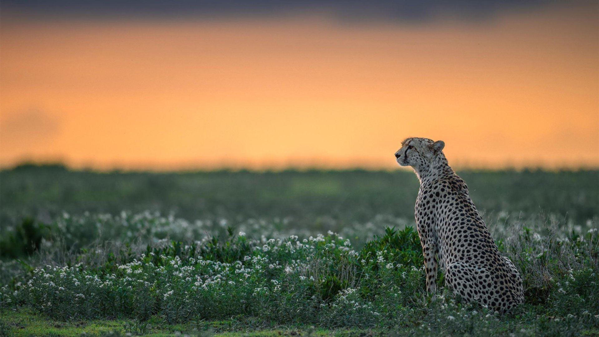 双线狂飙，从美加墨世界杯绿茵到NBA硬木地板的焦点战启示