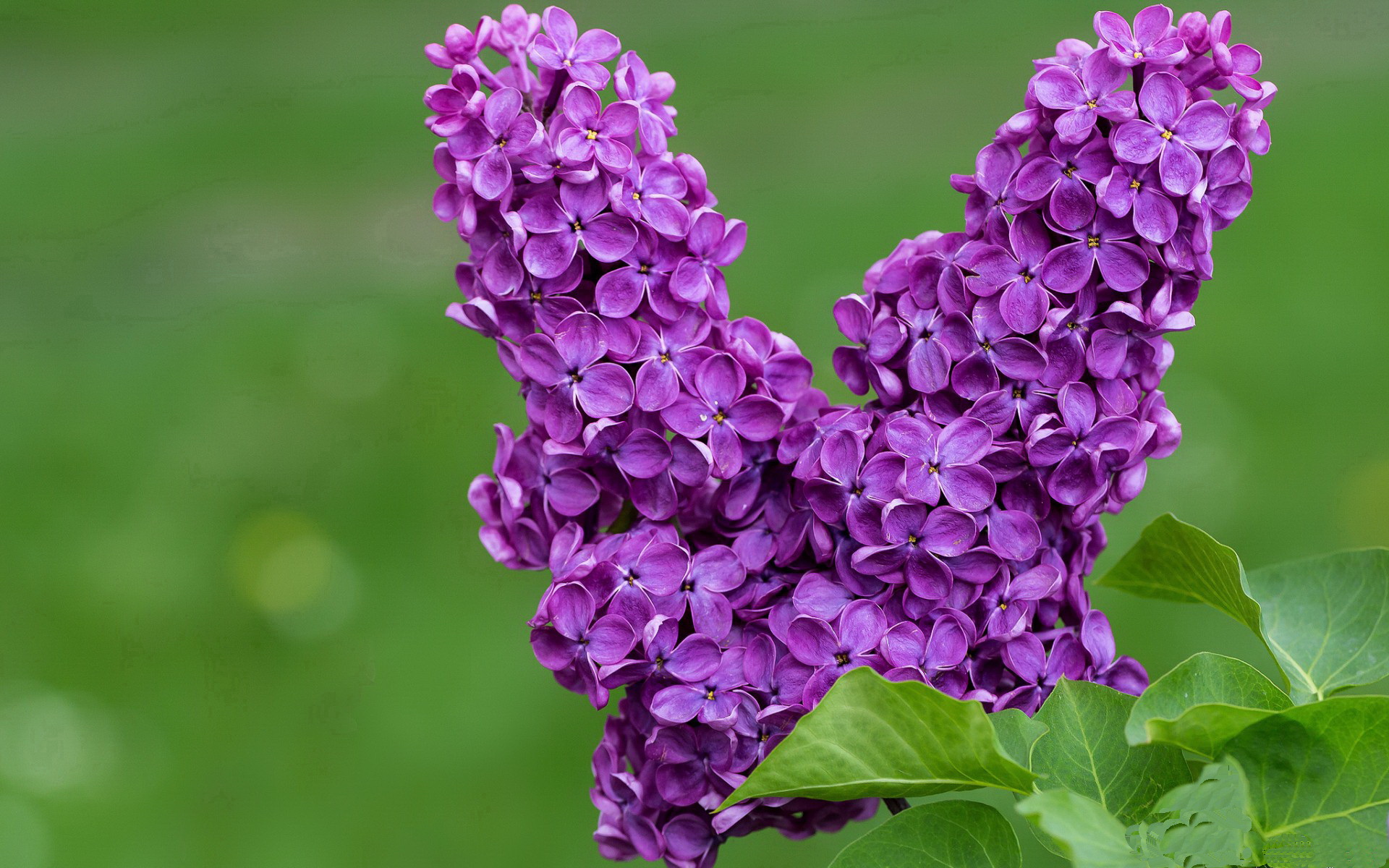 铁幕之下，当安哥拉的闪电撞上范戴克的叹息之墙