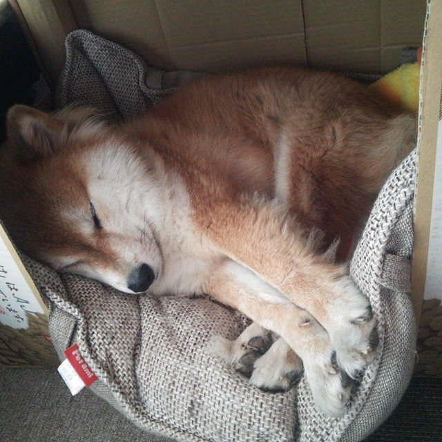 哈利伯顿斩落太阳王朝，当黑马撕碎最后一抹残阳