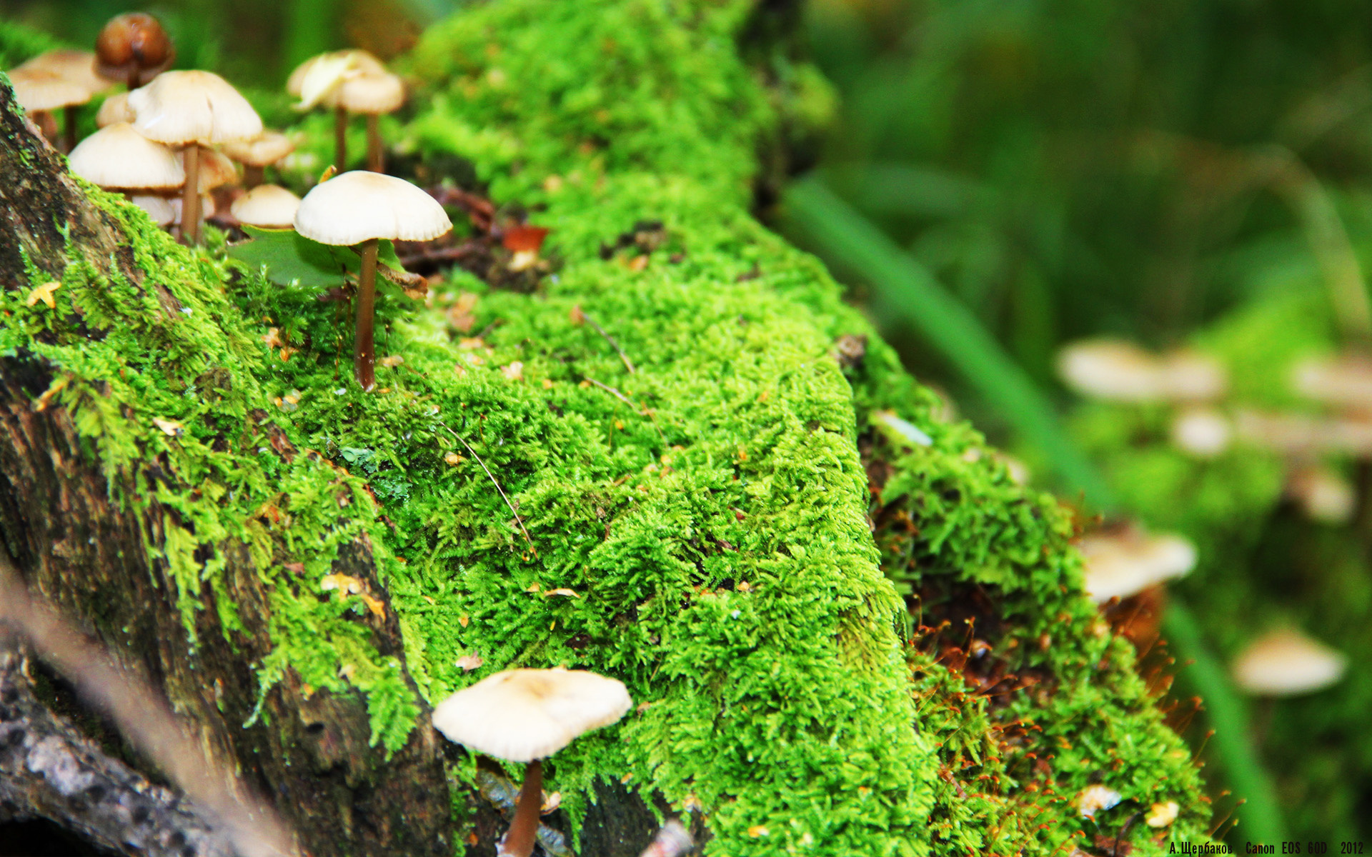 辽宁队破解森林狼困局，约基奇如何用东方智慧锁死爱德华兹