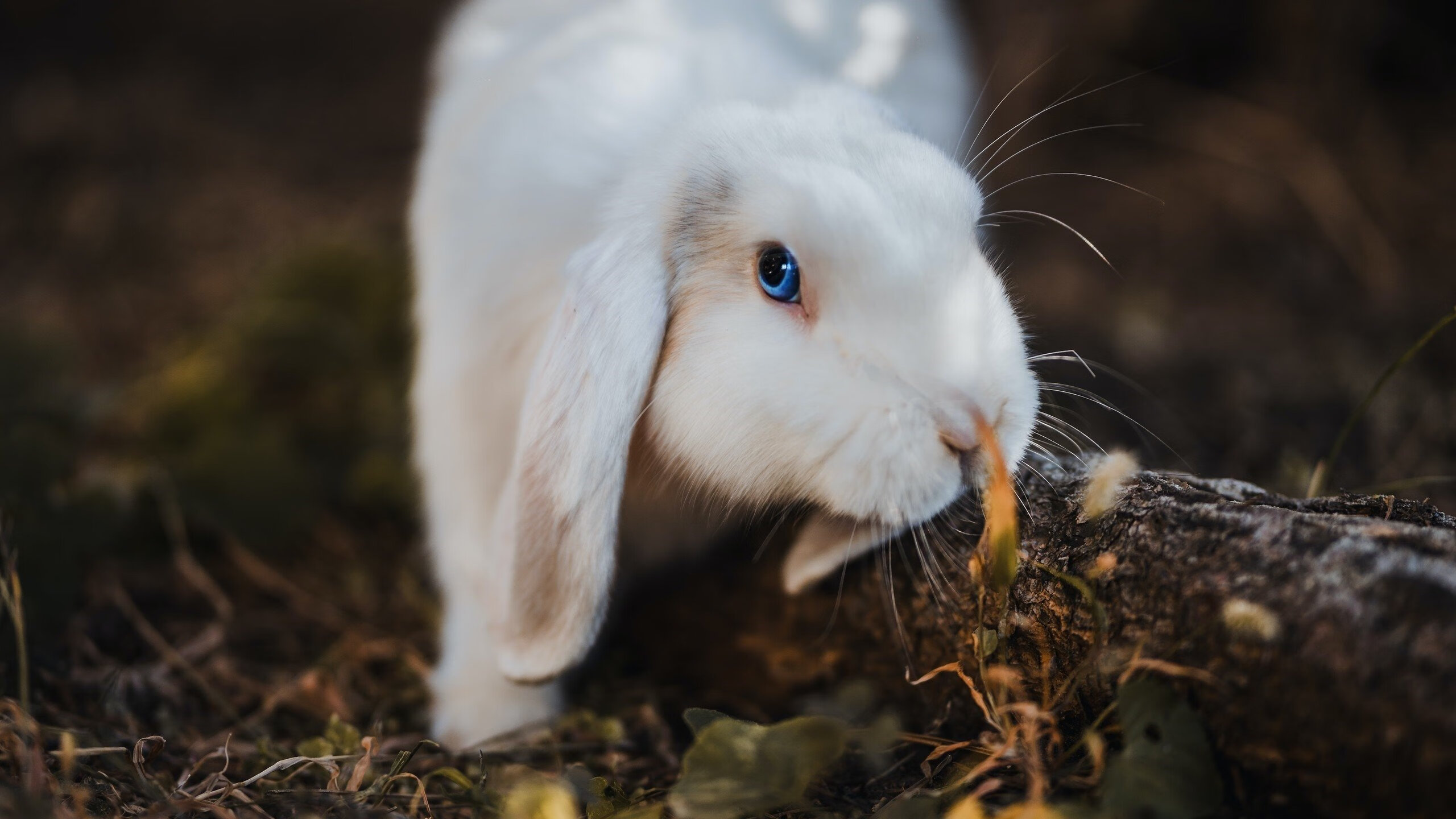 潘帕斯风暴席卷大都会，巴雷拉魔术师般导演阿根廷史诗级胜利