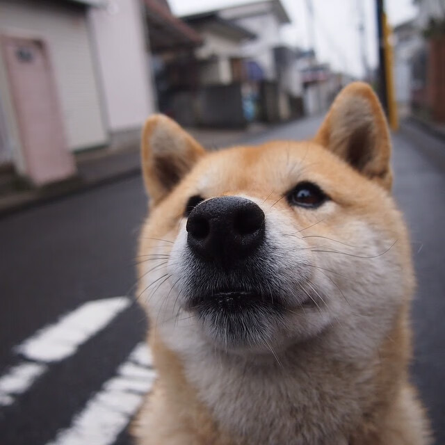 (选项)